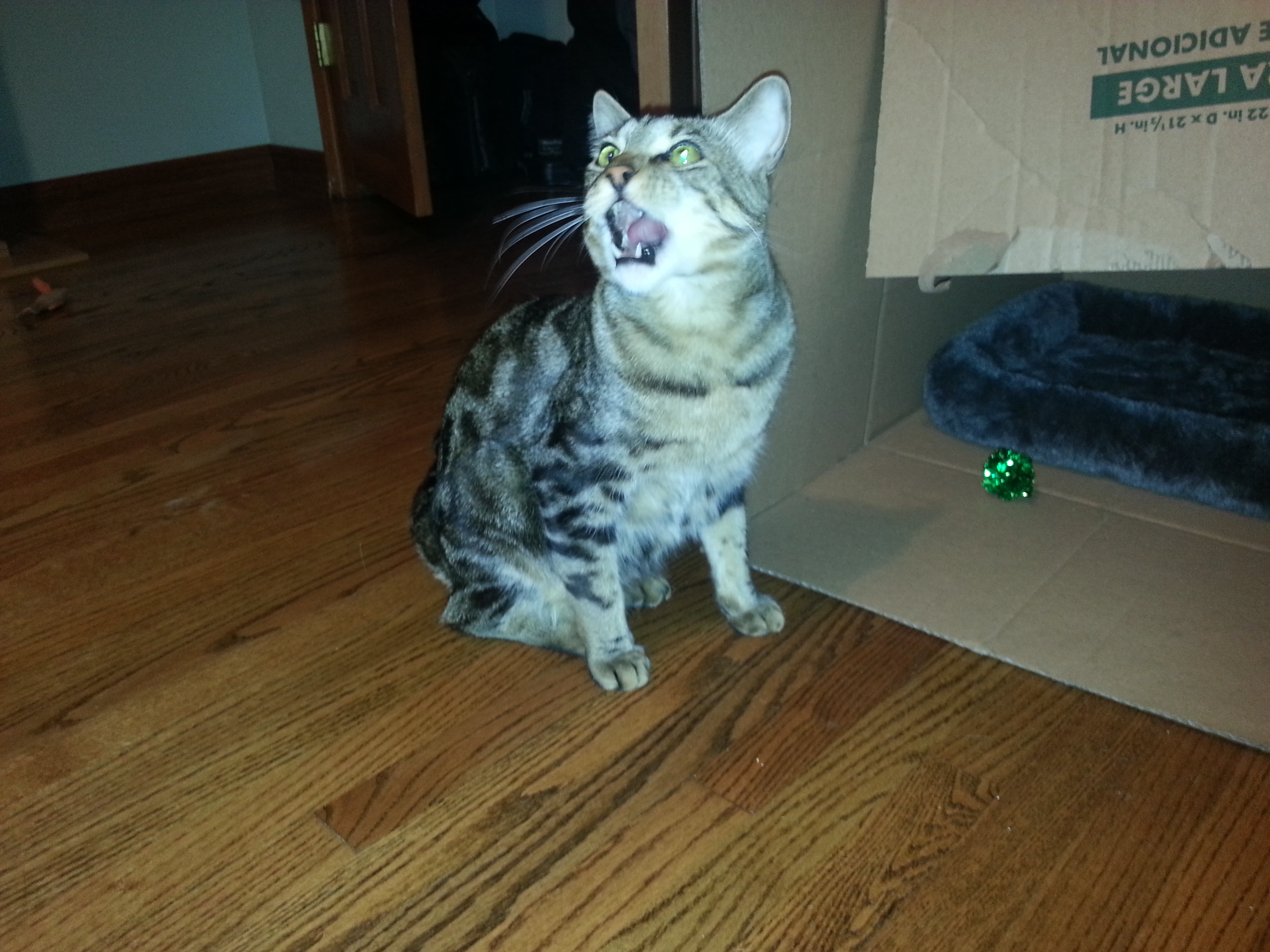 Naughty Nero the cat roaring